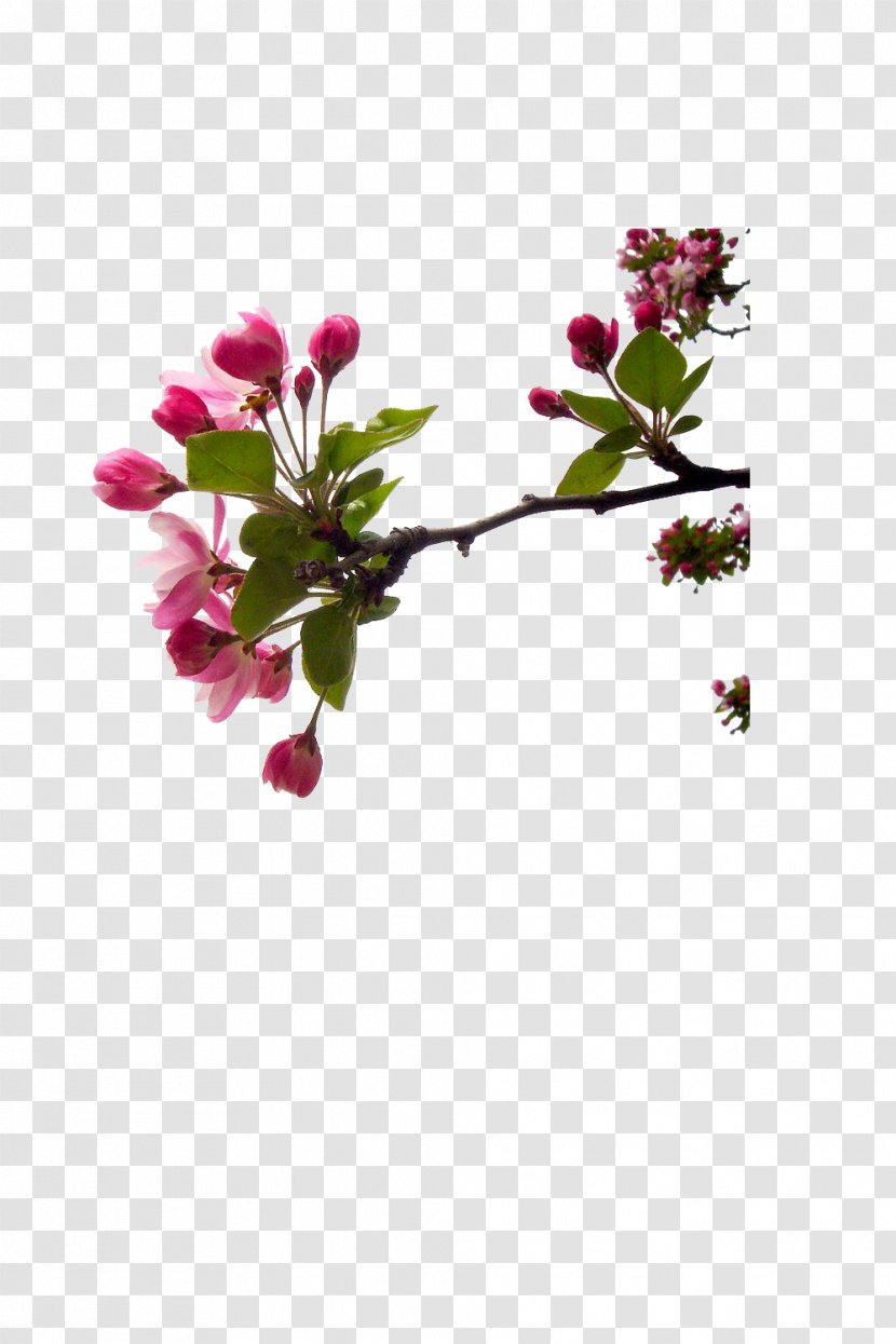 Blossom Cut Flowers Bud Twig Plant Stem - Cherry Transparent PNG