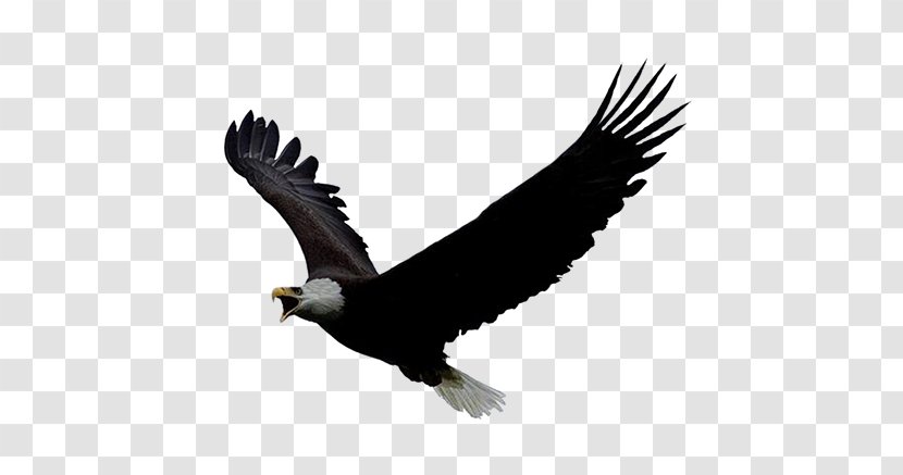 Bald Eagle Clip Art Golden - Logo - Drawing Transparent PNG