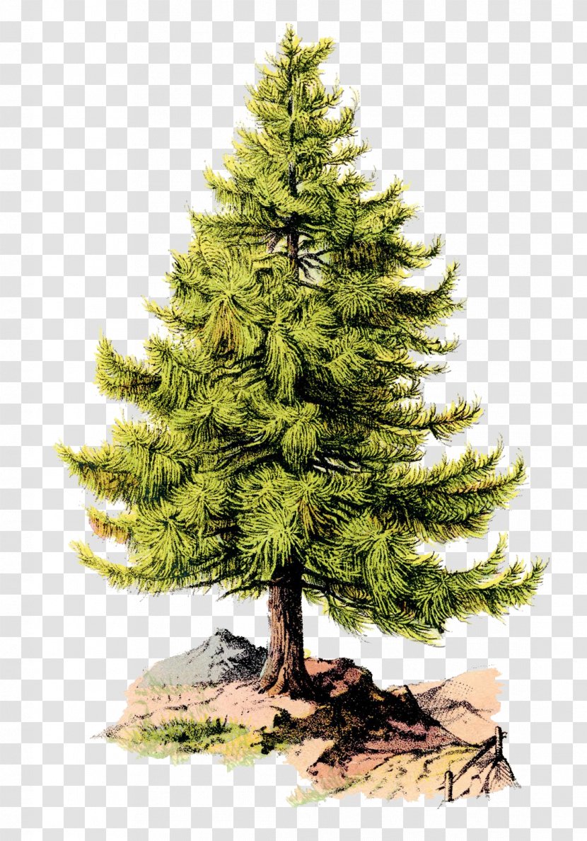 United States American Revolution Liberty Tree Pine Flag Transparent PNG