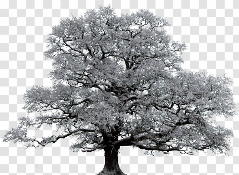 Tree Winter Oak Union Valley Royse City - Monochrome - Snow Transparent PNG