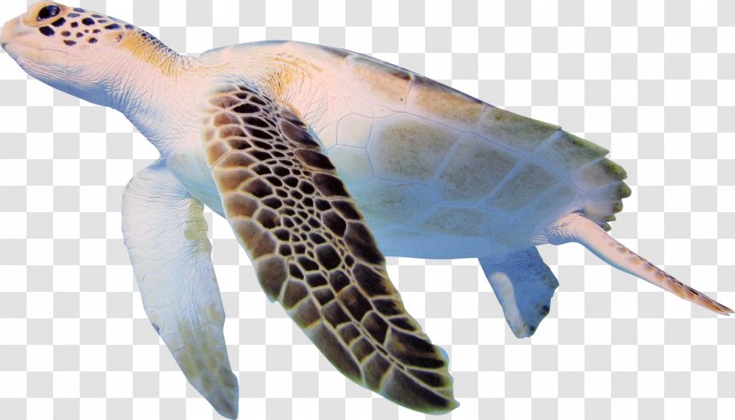 Turtle Cheloniidae Clip Art - Reptile - Sea Transparent PNG