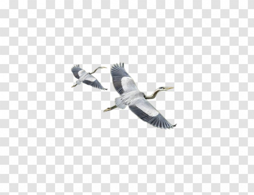 Duck Water Bird Cygnini Goose - Crane Transparent PNG