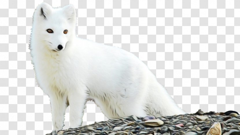 Arctic Fox Animal Figure Wildlife Figurine - Watercolor - Fur Transparent PNG