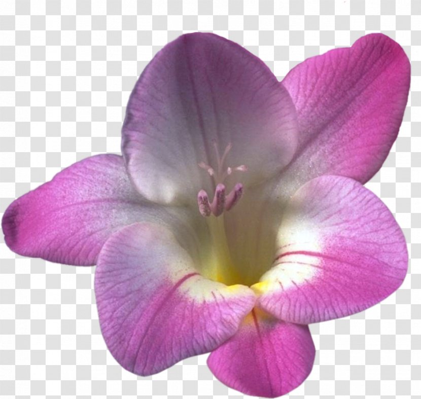 Moth Orchids Freesia Spring Herbaceous Plant - Violet - Orchid Flower Transparent PNG