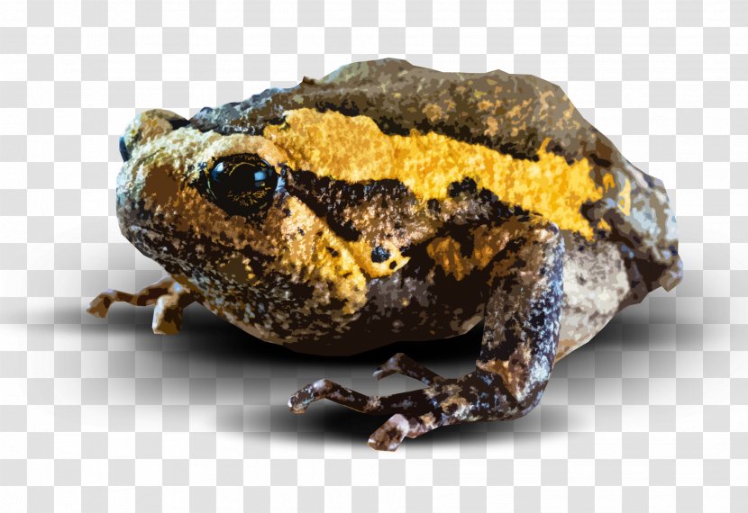 Frog Cartoon - Eleutherodactylus - Hyla Beaked Toad Transparent PNG