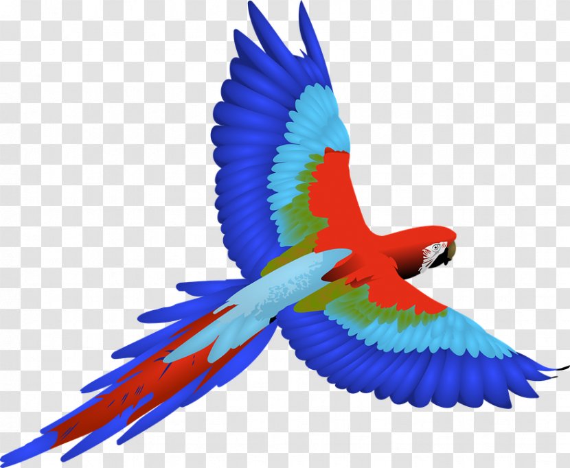 Parrot Bird Macaw Clip Art Transparent PNG