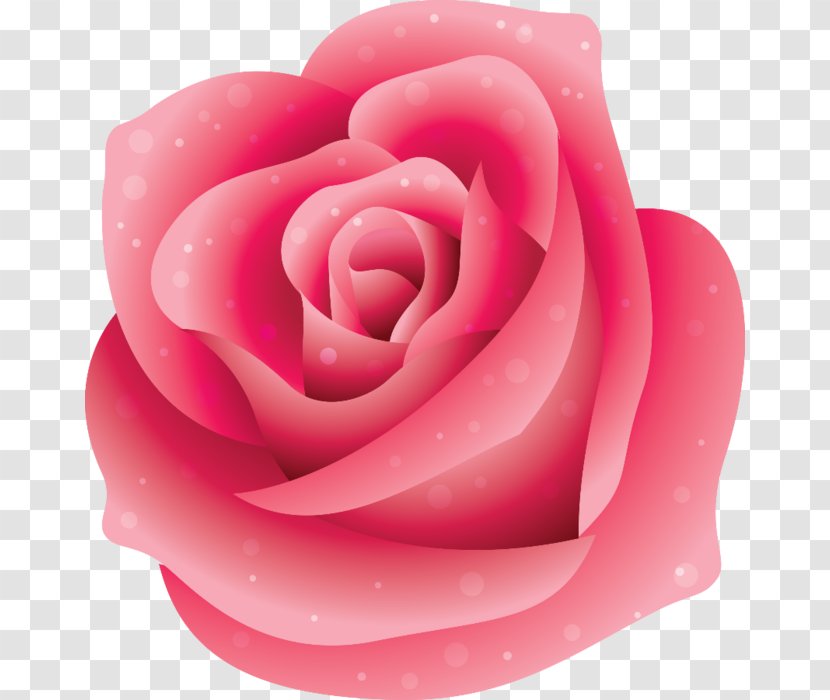 Garden Roses Pink Beach Rose - Close Up - Flower Transparent PNG