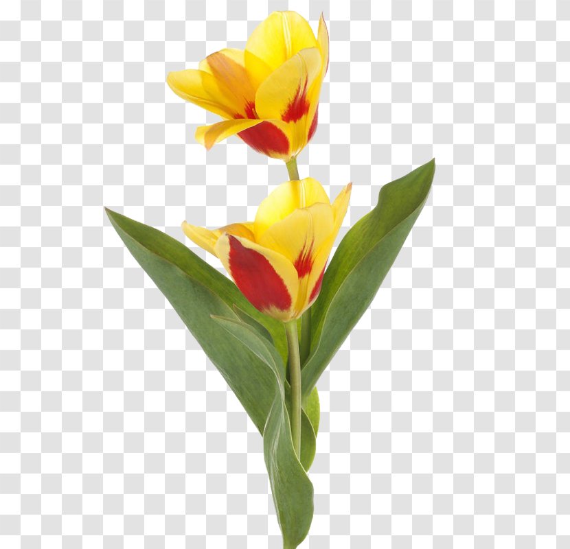 Tulip Yellow Cut Flowers Gold - Plant Stem - Golden Tulips Transparent PNG