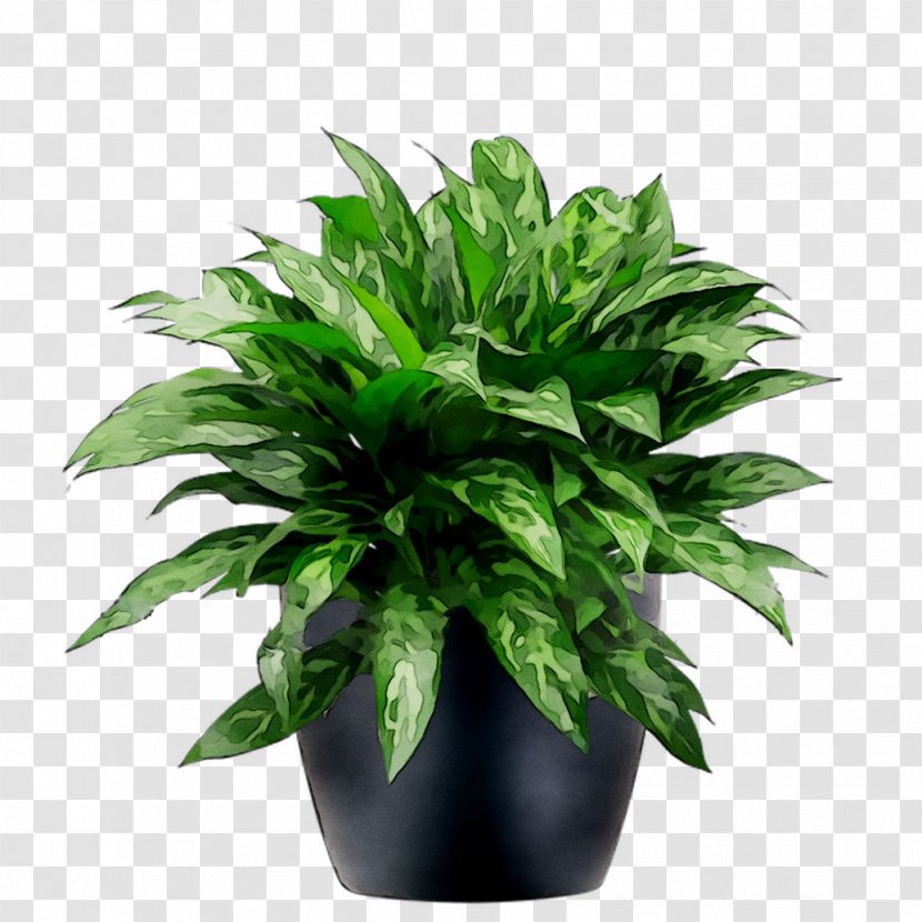 Flowerpot Leaf Houseplant Herb - Terrestrial Plant Transparent PNG
