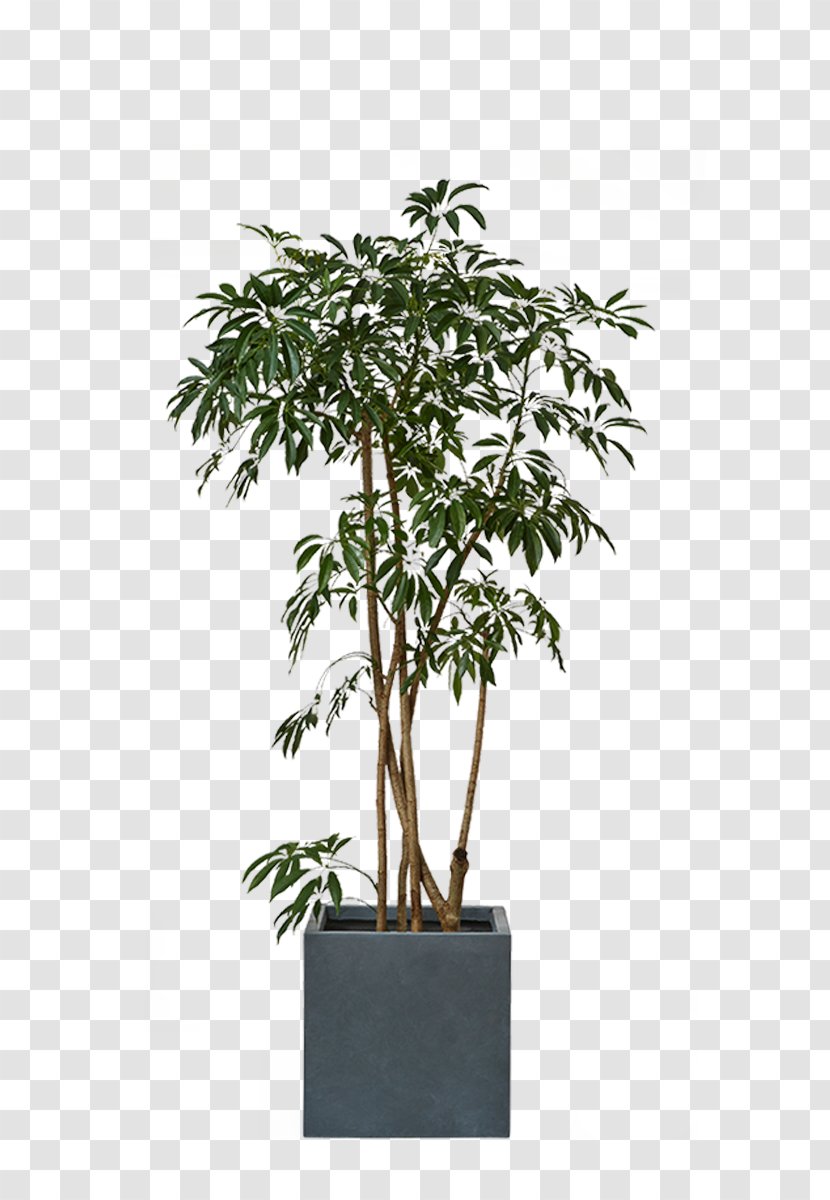 Flowerpot Tropical Woody Bamboos Houseplant Vase - Plant Transparent PNG