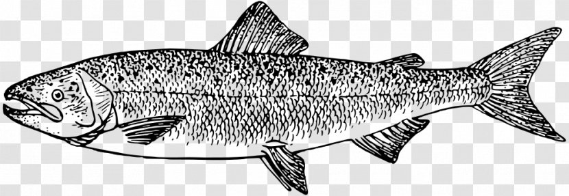 Tiger Shark Clip Art - Milkfish - Sardine Transparent PNG