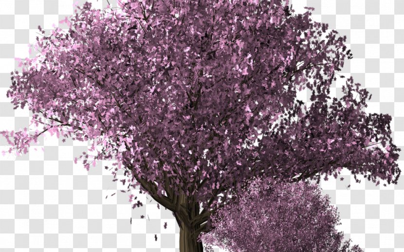 Cherry Blossom Tree - Spring Transparent PNG