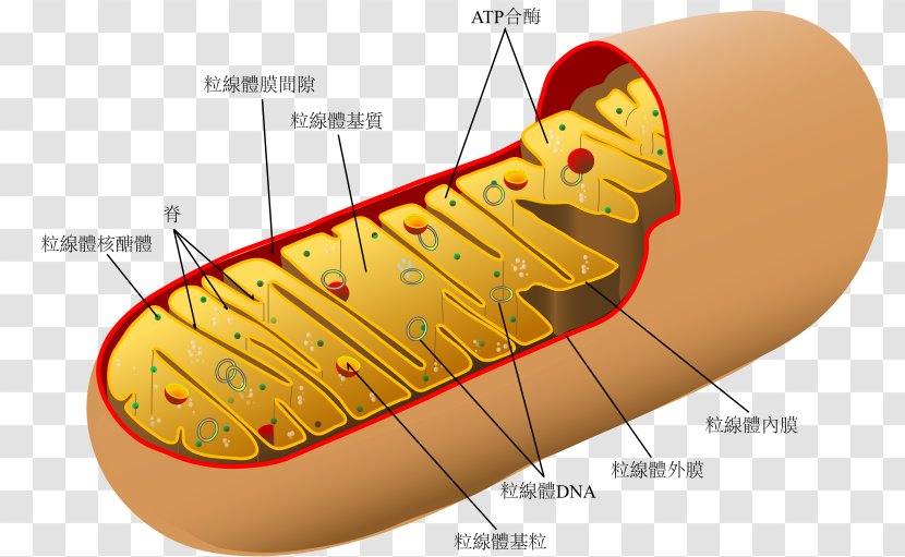 Mitochondrion Diagram Organelle Cell Eukaryote - Plant - Mitochondria Transparent PNG