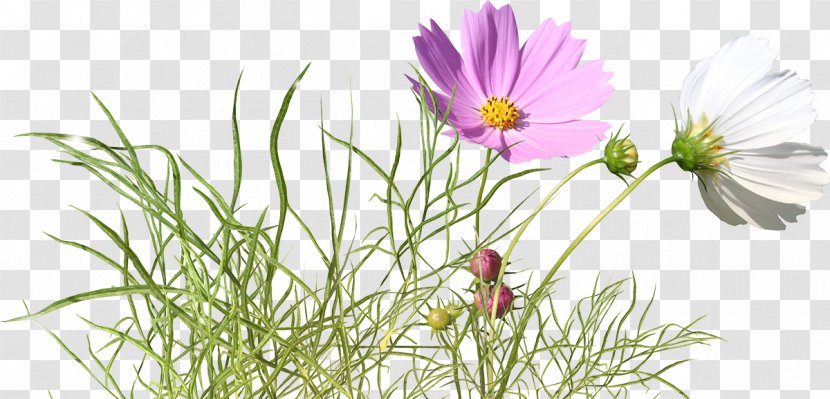 Garden Cosmos Flower 蝶恋花 Royalty-free Transparent PNG