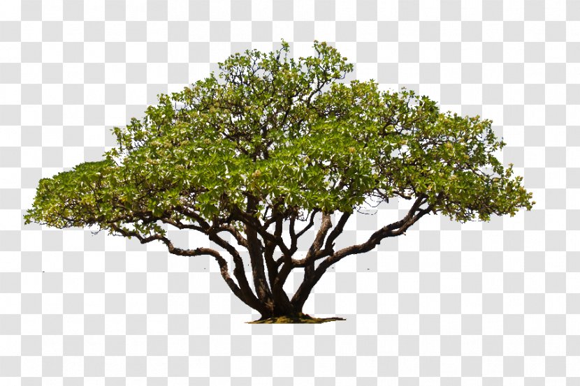 Tree Oak Image Plants - Woody Plant - Live Transparent PNG