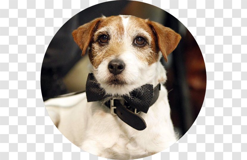 Jack Russell Terrier Uggie George Valentin Hollywood Film - Hot Chelle Rae Transparent PNG