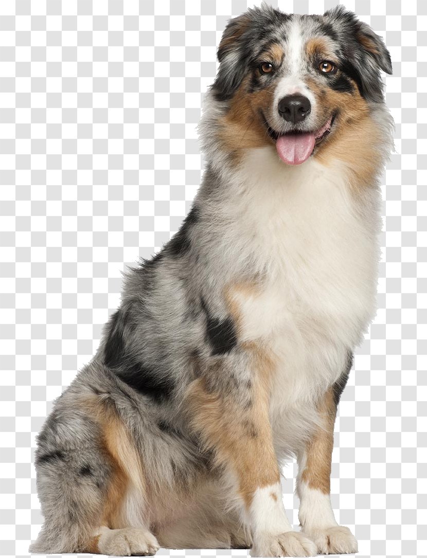 Australian Shepherd German Miniature American Puppy Border Collie - Breed Transparent PNG