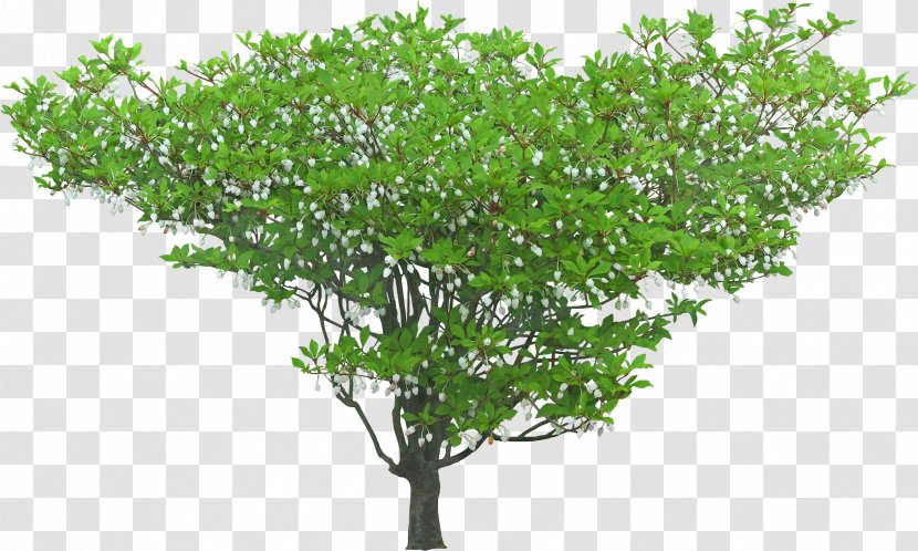 Shrub Tree Macizos De Flores Plant - Landscape Architecture - Plan Transparent PNG