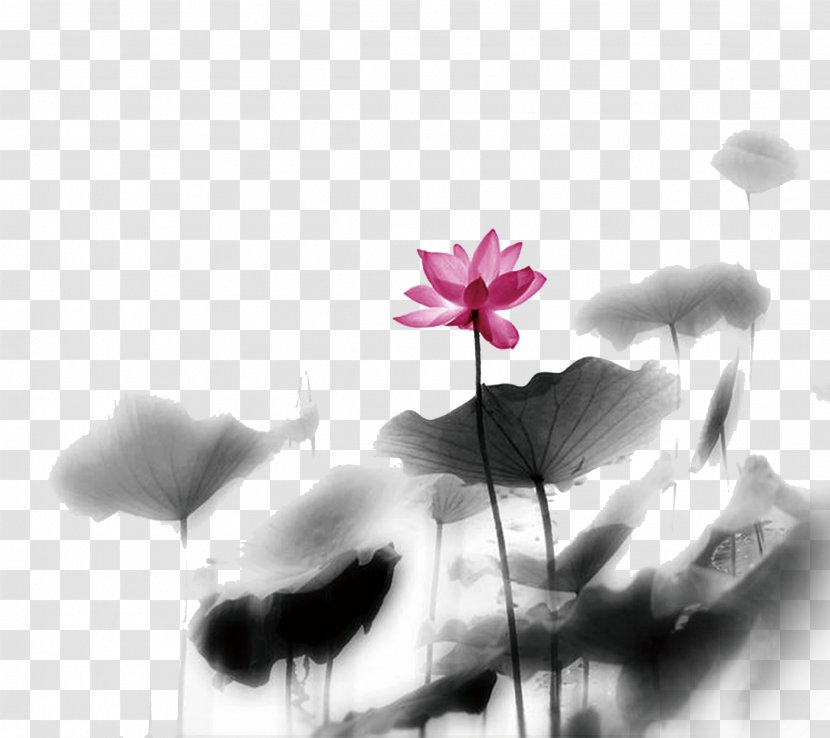 Nelumbo Nucifera Ink Wash Painting Chinese - Plant Stem - Lotus Diagram Transparent PNG