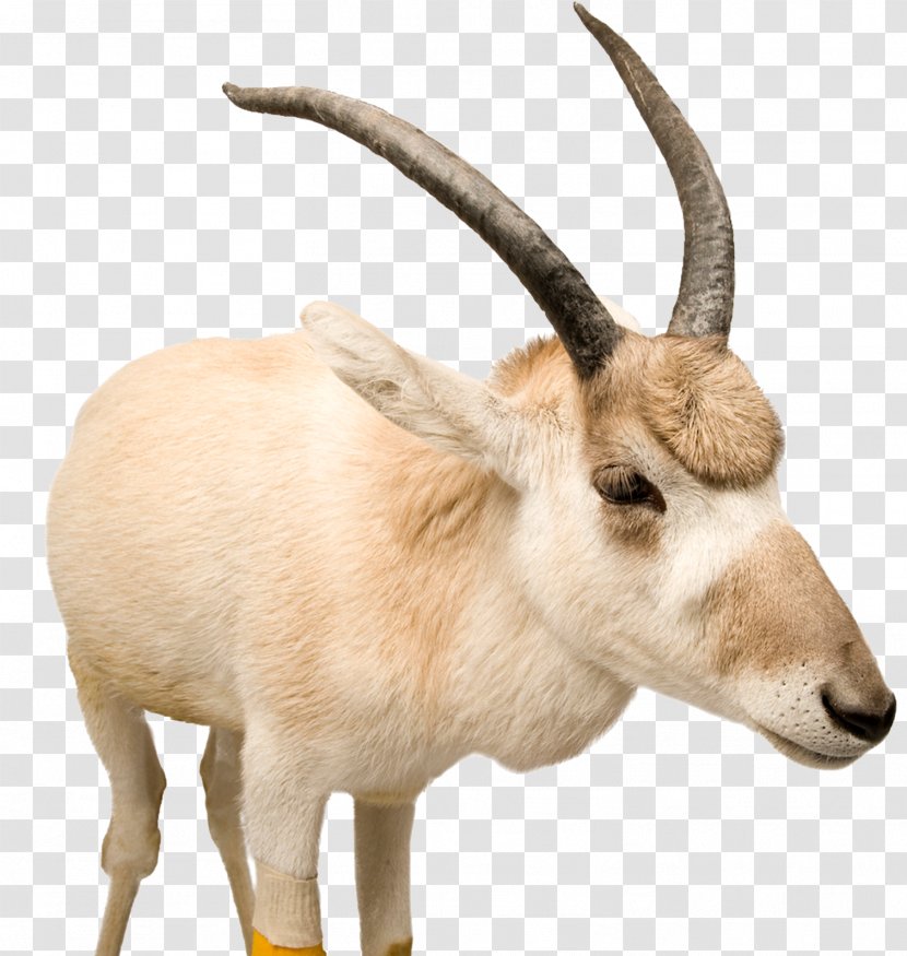 Tibetan Antelope - Fauna - Claw Transparent PNG