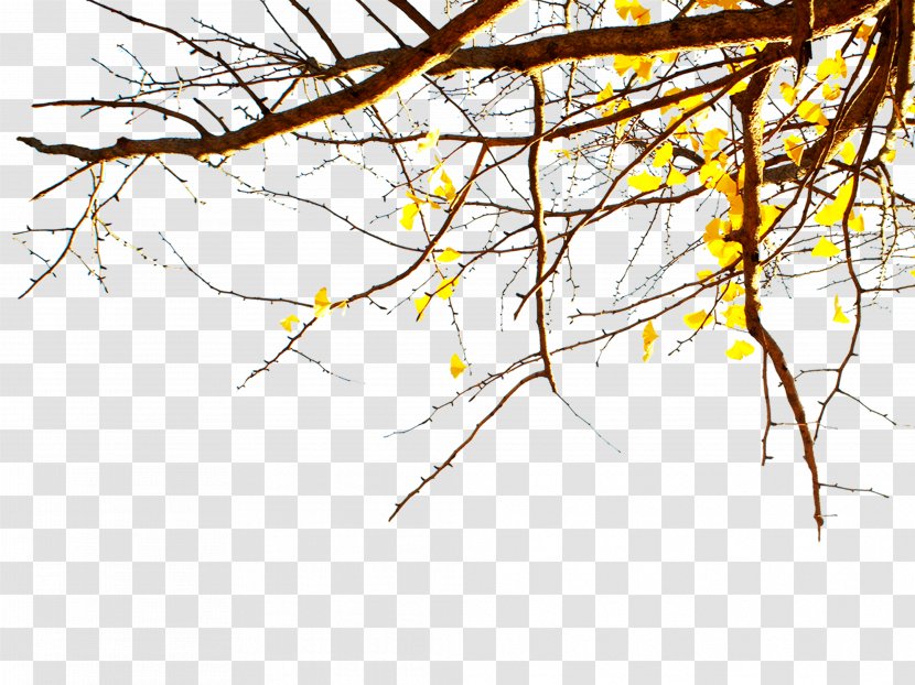 LINE Illustration - Symmetry - Deadwood Tree Autumn Sun Transparent PNG