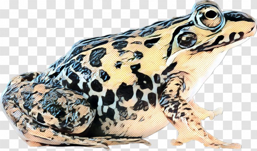 True Frog American Bullfrog Toad Edible - Bufo Transparent PNG