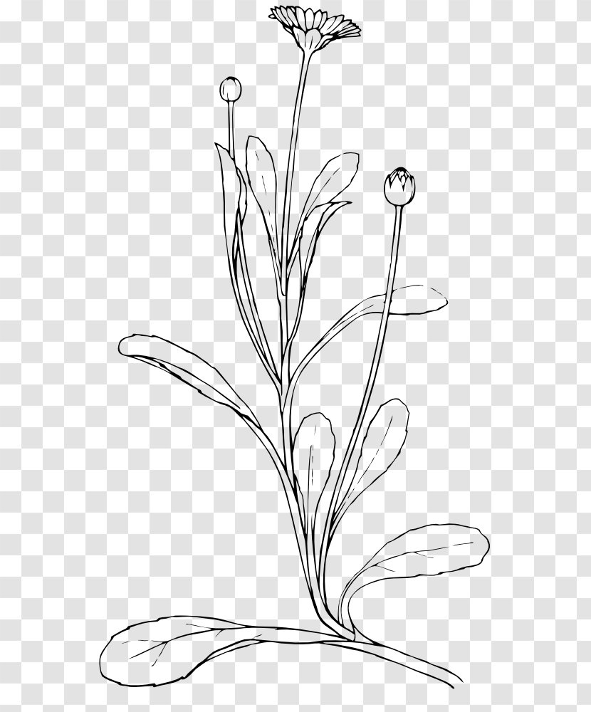 Drawing Watercolor Painting Clip Art - Flower - Plant Transparent PNG