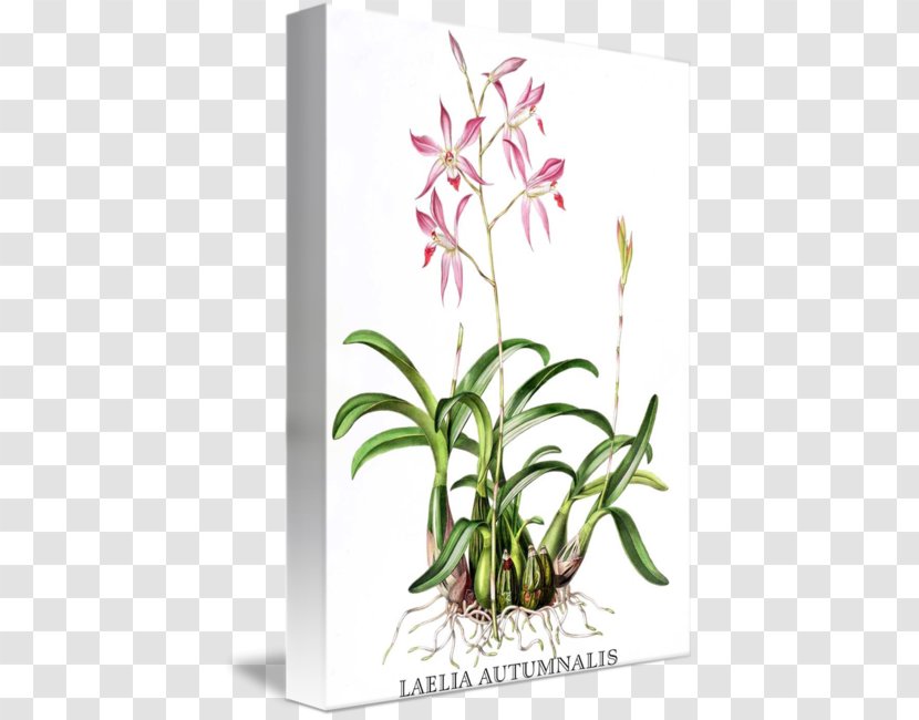 Orchids Botanical Illustration Laelia Autumnalis Painting - Seed Plant - Illustrations Transparent PNG