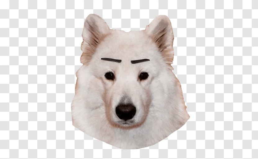 Korean Cartoon - American Eskimo Dog - Siberian Husky Hokkaido Transparent PNG