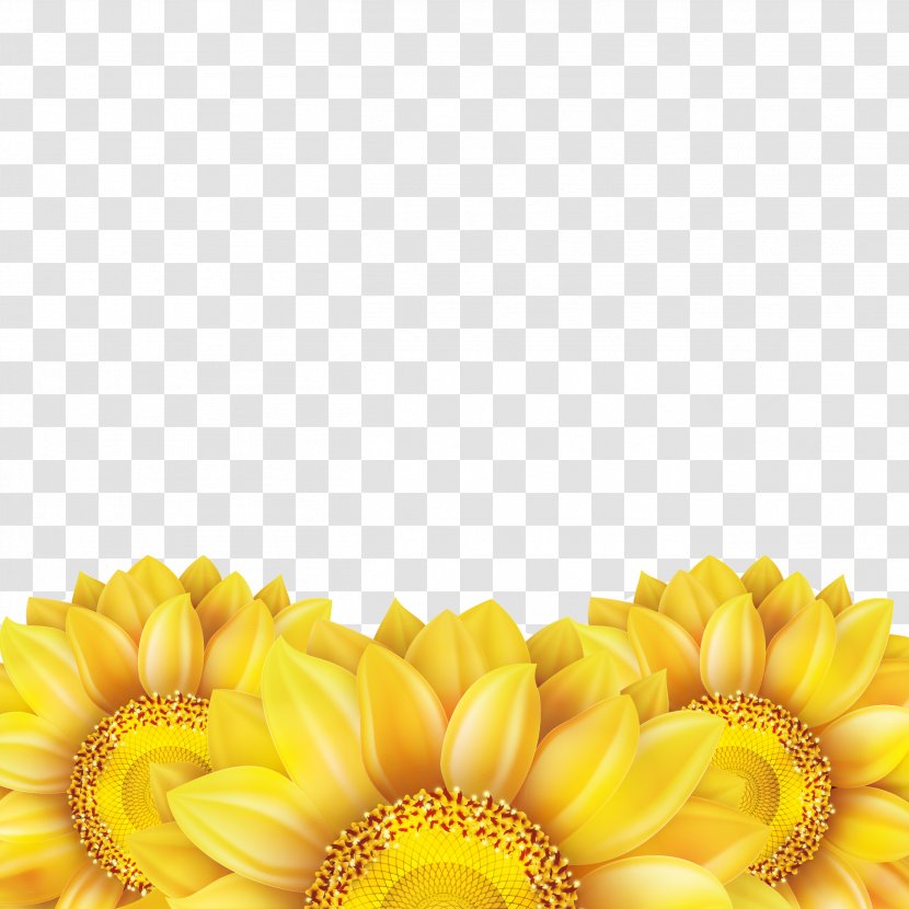 Common Sunflower Euclidean Vector - Flower Transparent PNG