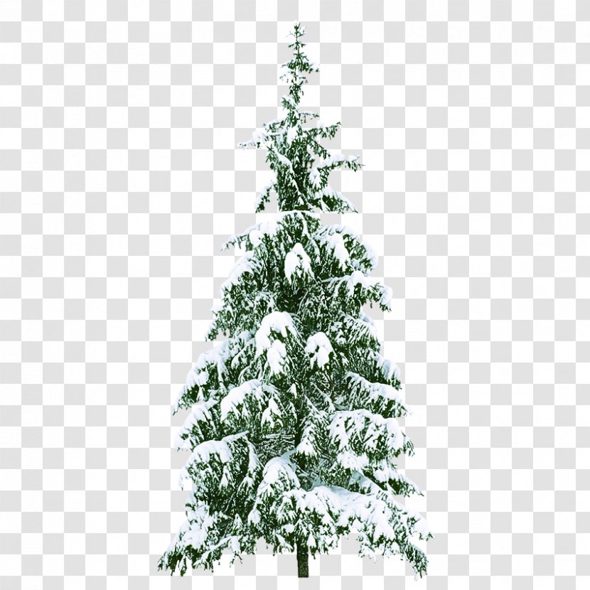 Christmas Tree - Colorado Spruce - Plant Transparent PNG