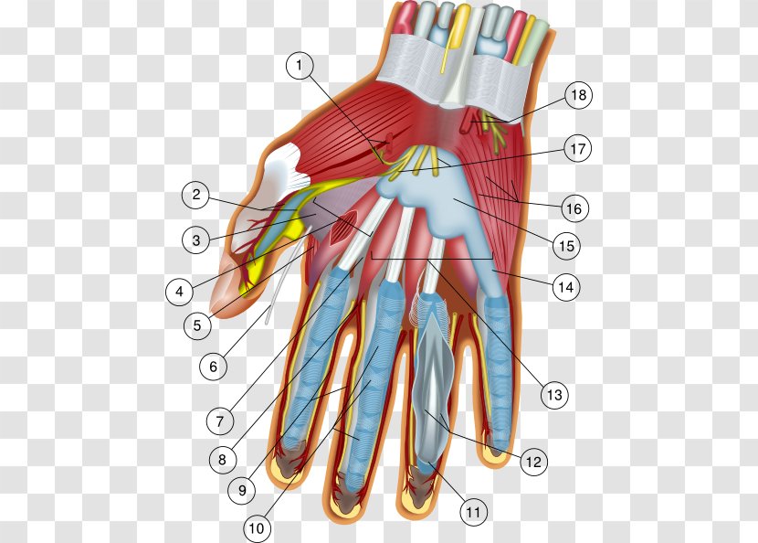Hand Wrist Anatomy Carpal Bones Finger - Watercolor - Cliparts Transparent PNG