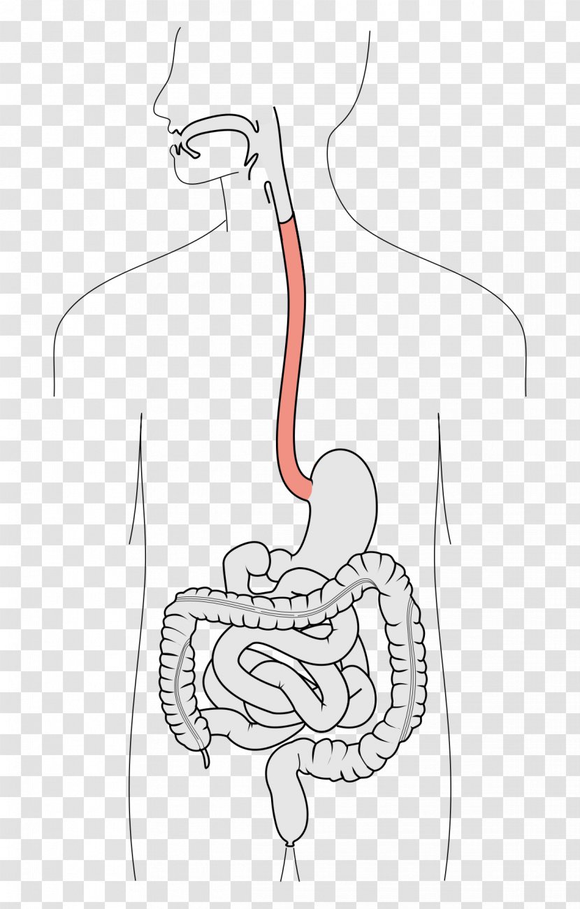 Barrett's Esophagus Swallowing Function Human Digestive System - Watercolor - Anatomy Transparent PNG