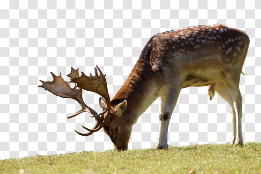 Wildlife Park Peter And Paul Fallow Deer Antler Reindeer - White Tailed Transparent PNG