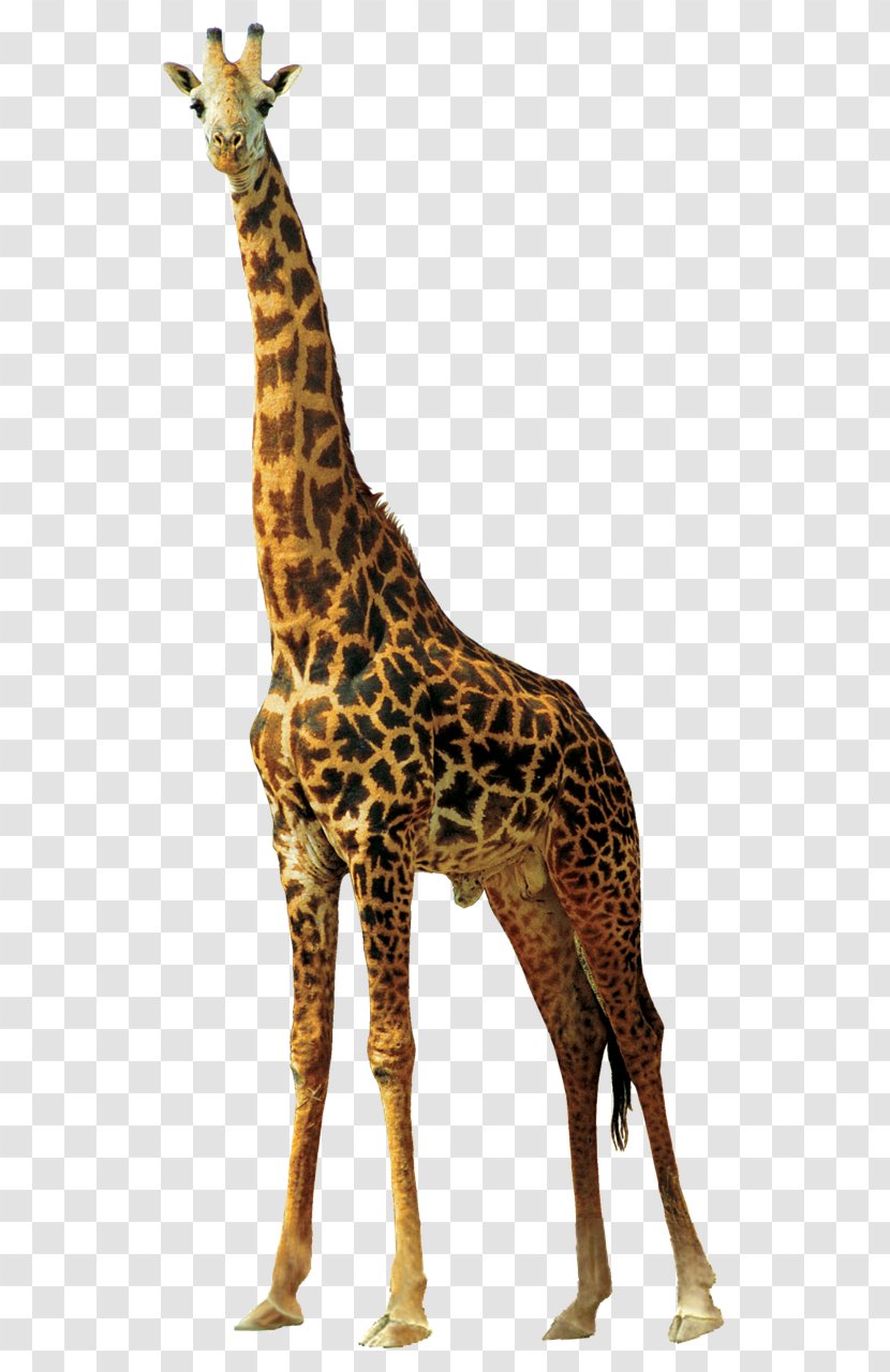 Northern Giraffe - Animal Transparent PNG
