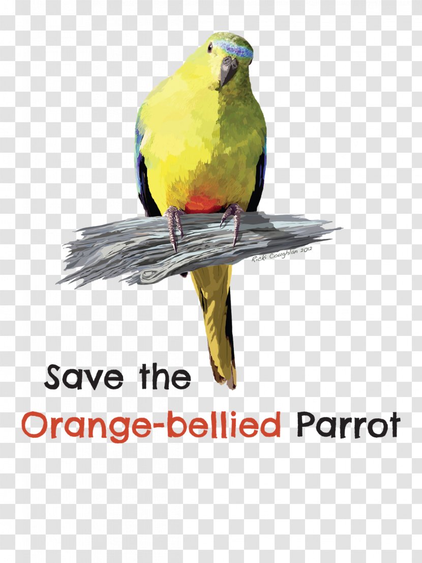 Bird Parrot Parakeet Macaw Beak - Perico Transparent PNG