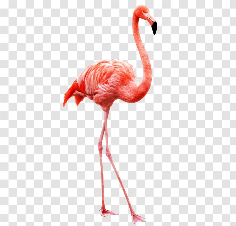Flamingo Bird Stock Photography Image Royalty-free Transparent PNG