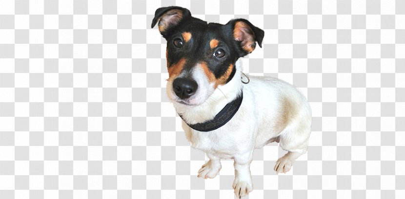 Miniature Fox Terrier Dog Breed Rat Jack Russell Companion - Tenterfield Transparent PNG
