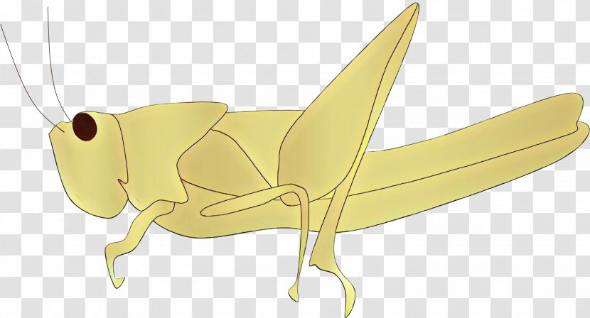 Origami - Cricket Transparent PNG