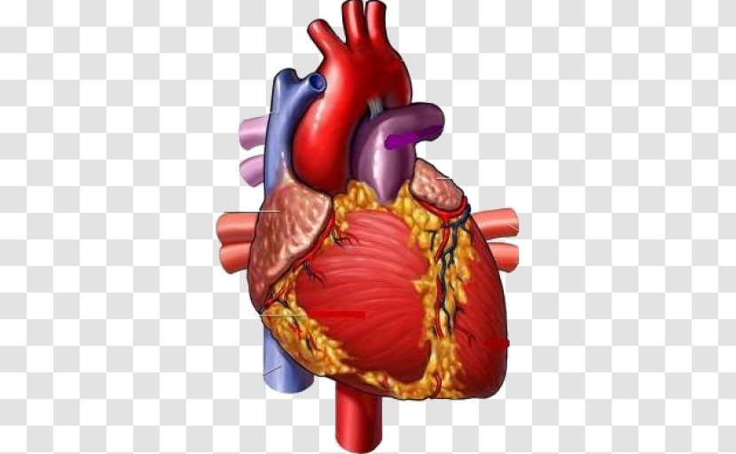 Medicine Heart Medical Illustration Circulatory System Transparent PNG