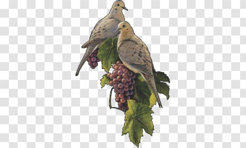 Bird Columbidae Common Grape Vine Mourning Dove - Tourterelle Transparent PNG