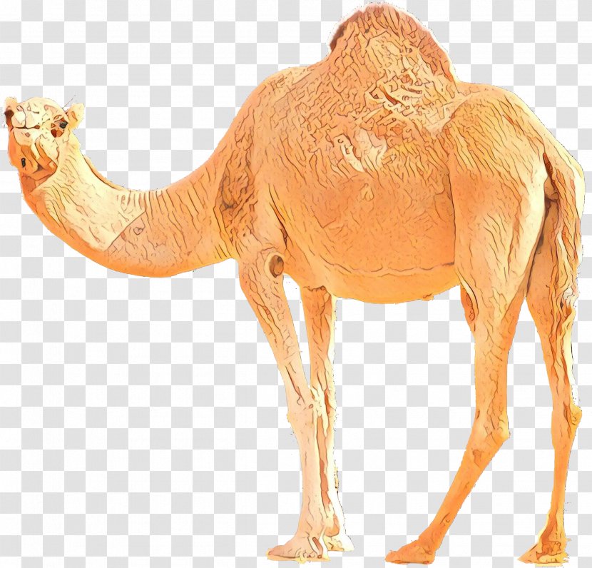 Bactrian Camel Dromedary Image Desert - Arabian - Wildlife Transparent PNG