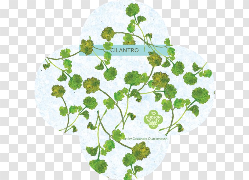 Hudson Valley Seed Company Video Common Sunflower - Sunflowers - Parsley And Cilantro Transparent PNG