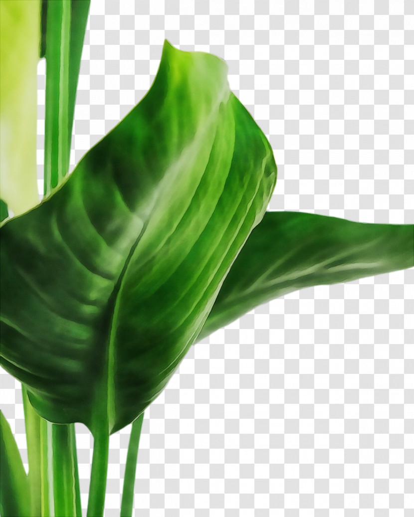 Leaf Plant Stem Cut Flowers Arum Lilies Bud Transparent PNG