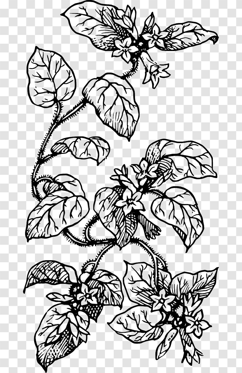 Clip Art Vector Graphics Line Drawing Coloring Book - Branch - Flowering Plants Transparent PNG