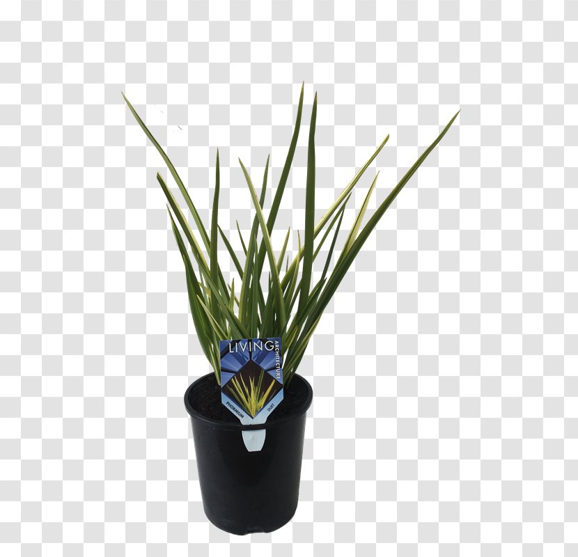Grasses Herb - Flowerpot Transparent PNG