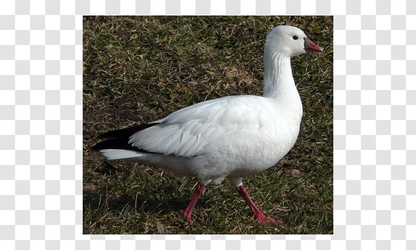 Goose Duck Oligocene Europe Anatidae - Feather Transparent PNG