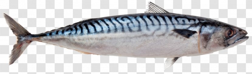 Atlantic Mackerel Chub King - Fish Products - Oily Transparent PNG