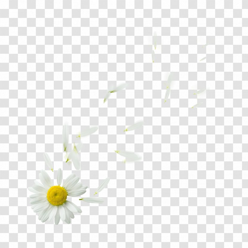 Common Daisy Oxeye Petal Flower Plant - Floating Transparent PNG