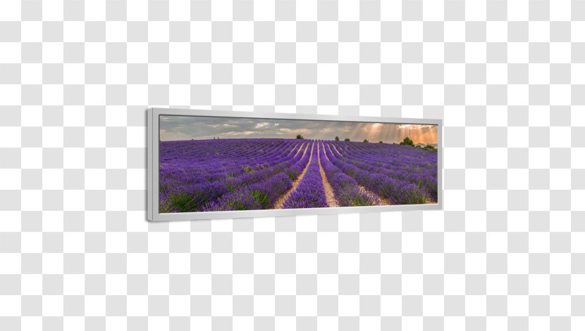 Painting Canvas Rectangle Lavender - Purple - Field Transparent PNG